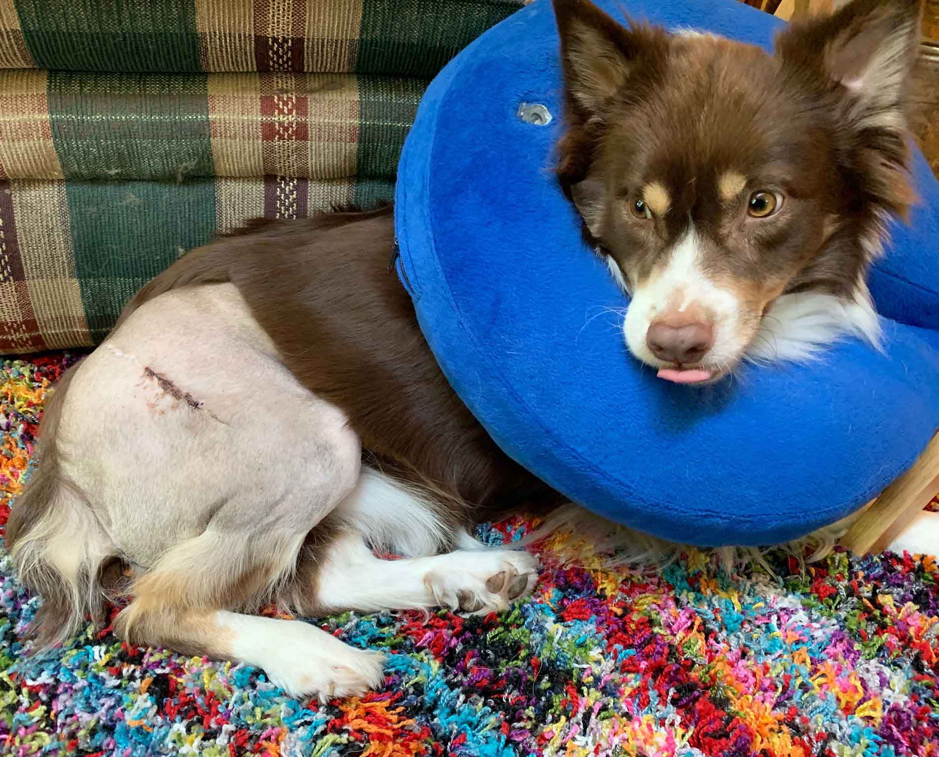 Aussie Rescue Placement Helpline